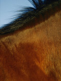 A Horses Neck and Mane Photographie par Mattias Klum