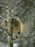 A North American Porcupine Climbs Down a Tree in the Snow Photographic Print by Michael S. Quinton