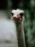 A Close View of the Face of a Captive Ostrich Photographic Print