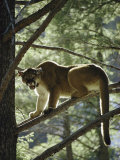 Backlit Mountain Lion Stands on a Pine Branch Photographic Print by Dr. Maurice G. Hornocker