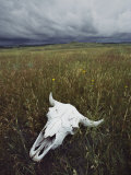 A Lone Bison Skull Nestled in the Grasses of Custer State Park Photographic Print by Annie Griffiths Belt