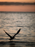 A Silhouetted Brown Pelican Landing in the Sea at Sunset Photographic Print