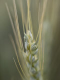 Close-up of the Head of a Wheat Plant Photographie par David Boyer
