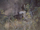 A captive Mexican gray wolf pauses in the foliage Lámina fotográfica por Annie Griffiths Belt A captive Mexican gray wolf pauses in the foliage Lámina fotográfica por Annie Griffiths Belt