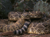 A Coiled Rattlesnake Photographic Print by Joel Sartore