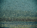 Thousands of Geese Fill the Sky Photographic Print by Joel Sartore