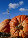 Close View of Two Picked Pumpkins Photographic Print by Marc Moritsch