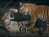 Two Bengal Tiger Cubs Wrestle Inside Their Enclosure Photographic Print by Michael Nichols
