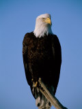An American Bald Eagle Sits on Dead Tree Branch Photographic Print by Paul Nicklen
