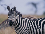 Plains Zebra Photographic Print by Michael Nichols