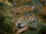 A Jaguar Peers Through a Cluster of Leaves Photographic Print by Jason Edwards