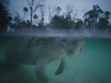 A Manatee Swims in Three Sisters Spring Photographic Print by Joel Sartore
