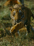 Tiger in an Enclosure at Madhav National Park Photographic Print by Michael Nichols