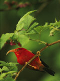 View of an iiwi bird on an akala or Hawaiian raspberry branch Lámina fotográfica por Chris Johns