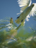A Little Corella Cockatto Takes Flight from a Pine Tree Photographic Print by Jason Edwards