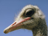 Close View of an Ostrich Photographic Print by Dick Durrance