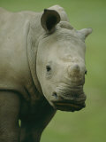 A southern white rhinoceros Lámina fotográfica por Michael Nichols A southern white rhinoceros Lámina fotográfica por Michael Nichols