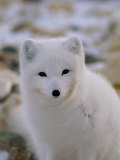 A Close View of an Arctic Fox Photographic Print by Paul Nicklen