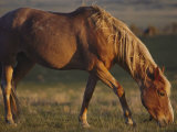 A feral mustang grazes on land designated as a wild horse sanctuary Lámina fotográfica por Annie Griffiths Belt A feral mustang grazes on land designated as a wild horse sanctuary Lámina fotográfica por Annie Griffiths Belt