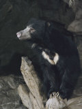 A Sleepy Sloth Bear Takes a Breather Outside its Cave Photographic Print by Joseph H. Bailey