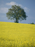A Scenic View of Bright Yellow Rape Fields with a Single Green Tree at the Top of a Hill Photographic Print by Todd Gipstein