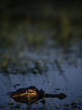 American Alligator Photographic Print by Raymond Gehman