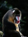 A portrait of a captive mandrill Lámina fotográfica