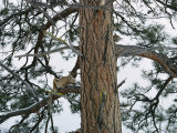 A Mountain Lion Lies on the Branch of a Pine Photographic Print by Dr. Maurice G. Hornocker