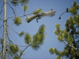 An American Red Squirrel Leaps from a Lodgepole Pine Photographic Print by Michael S. Quinton
