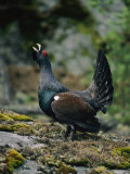 A Male Western Capercaillie Photographic Print by Mattias Klum