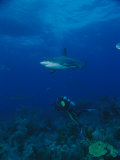 A Diver Swims Between a Coral Reef and a Caribbean Reef Shark Photographic Print by Brian J. Skerry
