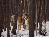 Two Siberian Tigers Survey the Countryside Photographic Print by Dr. Maurice G. Hornocker