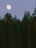A Huge Moon Rises over an Evergreen Forest Photographic Print by Mattias Klum