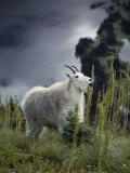 A Rocky Mountain Goat Feeds on the Seed Heads of Beargrass Photographic Print by Michael S. Quinton