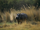 Hippo in the grass Lámina fotográfica por Nicole Duplaix Hippo in the grass Lámina fotográfica por Nicole Duplaix