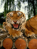 A captive tiger snarls  at the the camera Photographie par Paul Chesley