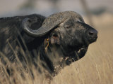 A Cape Buffalo on the Savanna Photographic Print by Roy Toft