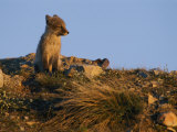 The Late Afternoon Sun Casts an Orange Glow over a Young Arctic Fox Photographic Print by Norbert Rosing