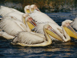 Eastern White Pelicans Photographie par Beverly Joubert