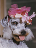 Dog Sporting a Flowered Hat Fotografie-Druck von B. Anthony Stewart
