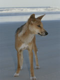 A Dingo Stands on an Ocean Shore Beach Fotoprint van Nicole Duplaix