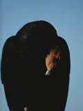 A Young California Condor Photographie par Michael Nichols