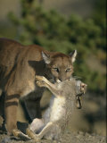 A Female Mountain Lion with a Freshly-Killed Rabbit in Her Mouth Photographic Print by Norbert Rosing