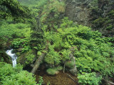 Steamlet and Ferns in Forest, Bayerischer Wald National Park, Germany Photographic Print by Norbert Rosing