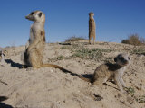 Two Adult Meerkats (Suricata Suricatta) Stand on a Mound Fotoprint van Mattias Klum Two Adult Meerkats (Suricata Suricatta) Stand on a Mound Fotoprint van Mattias Klum