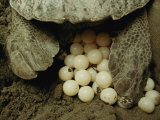 Pacific Ridley Turtle Laying Eggs in a Hole She Dug in the Sand Fotografie-Druck von Steve Winter