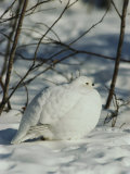 White-Tailed Ptarmigans Blending with the Snow Photographie par Michael S. Quinton