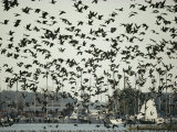 Hundreds of Geese Take Flight Near Oxford Photographic Print by Lowell Georgia