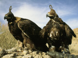 Hooded Eagles Stand Ready for Hunting Photographie par Ed George