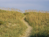 Path Through the Dunes Photographic Print by Stephen St. John